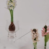 🌿 Herb Garden thumb 2