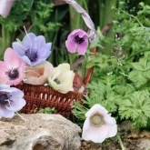 🌸 MOI Florist II thumb 2